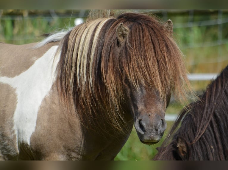 Shetland Ponys Hengst 15 Jahre 84 cm Grullo in Gro&#xDF;enkneten