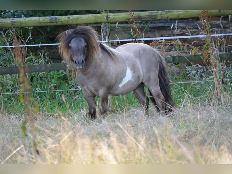 Shetland Ponys Hengst 15 Jahre 84 cm Grullo in Gro&#xDF;enkneten