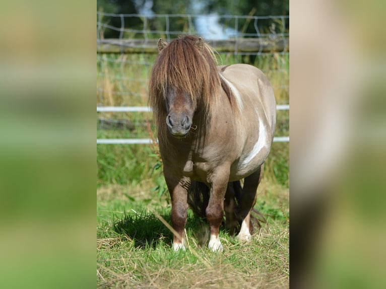 Shetland Ponys Hengst 15 Jahre 84 cm Grullo in Gro&#xDF;enkneten