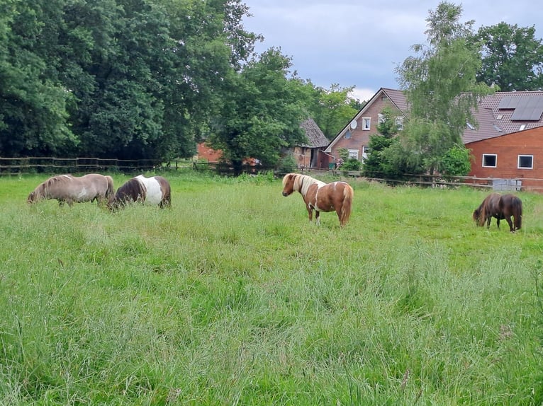 Shetland Ponys Hengst 15 Jahre 84 cm Grullo in Gro&#xDF;enkneten