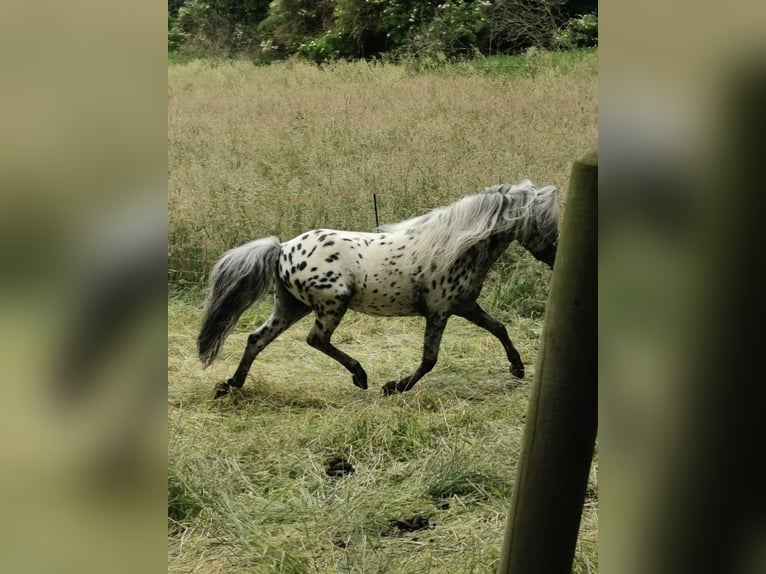 Shetland Ponys Hengst 16 Jahre 107 cm Tigerschecke in Vienenburg