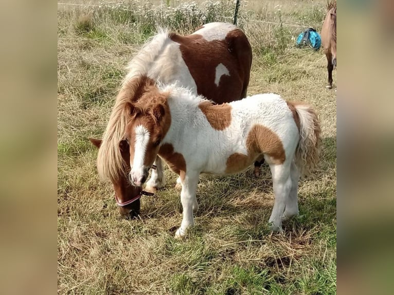 Shetland Ponys Hengst 18 Jahre 90 cm Schecke in Freren