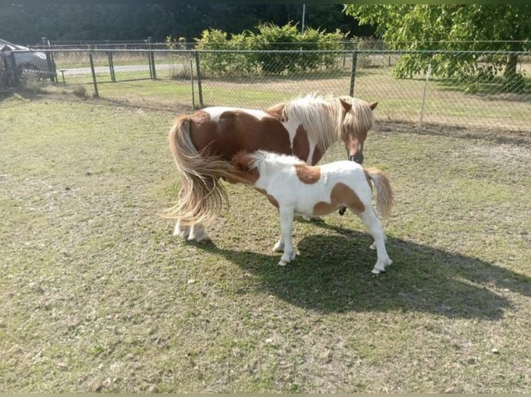 Shetland Ponys Hengst 18 Jahre 90 cm Schecke in Freren