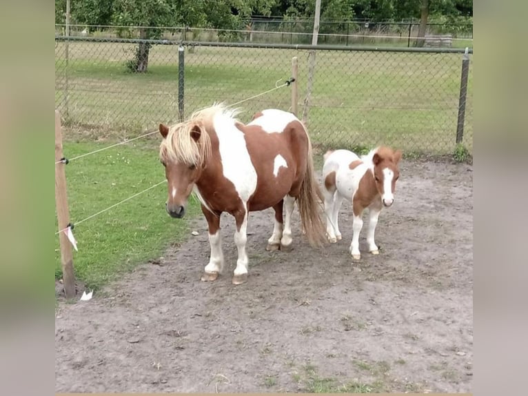 Shetland Ponys Hengst 18 Jahre 90 cm Schecke in Freren