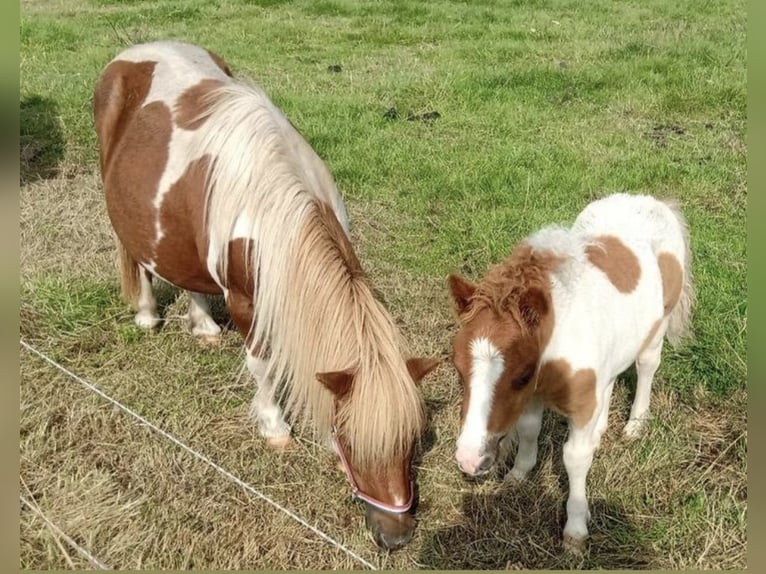 Shetland Ponys Hengst 18 Jahre 90 cm Schecke in Freren