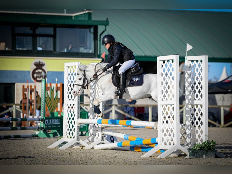 Shetland Ponys Hengst 19 Jaar 110 cm Gevlekt-paard in León