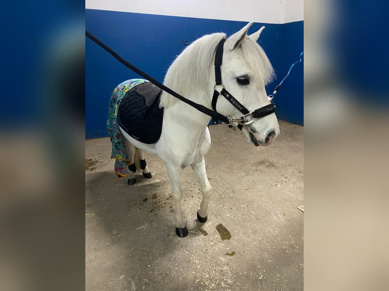 Shetland Ponys Hengst 19 Jahre 110 cm Schecke in Leon