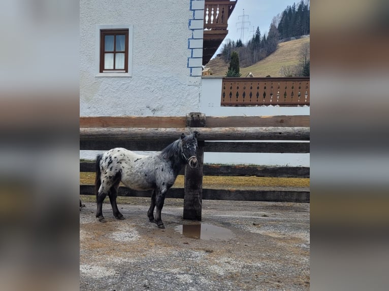 Shetland Ponys Hengst 1 Jaar 100 cm Appaloosa in St. Johann