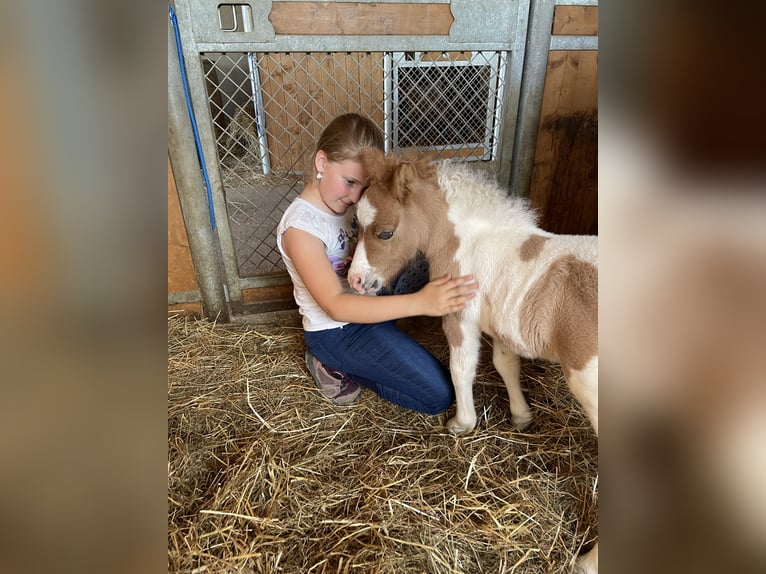 Shetland Ponys Hengst 1 Jaar 100 cm Gevlekt-paard in Stephanskirchen