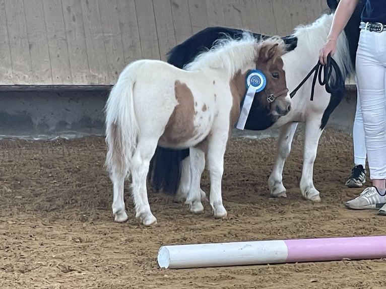 Shetland Ponys Hengst 1 Jaar 100 cm Gevlekt-paard in Stephanskirchen