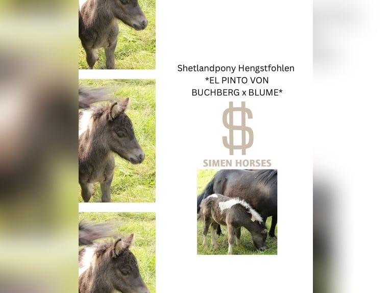 Shetland Ponys Hengst 1 Jaar 100 cm Gevlekt-paard in Steinen