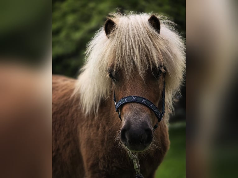 Shetland Ponys Hengst 1 Jaar 100 cm Vos in Wilthen