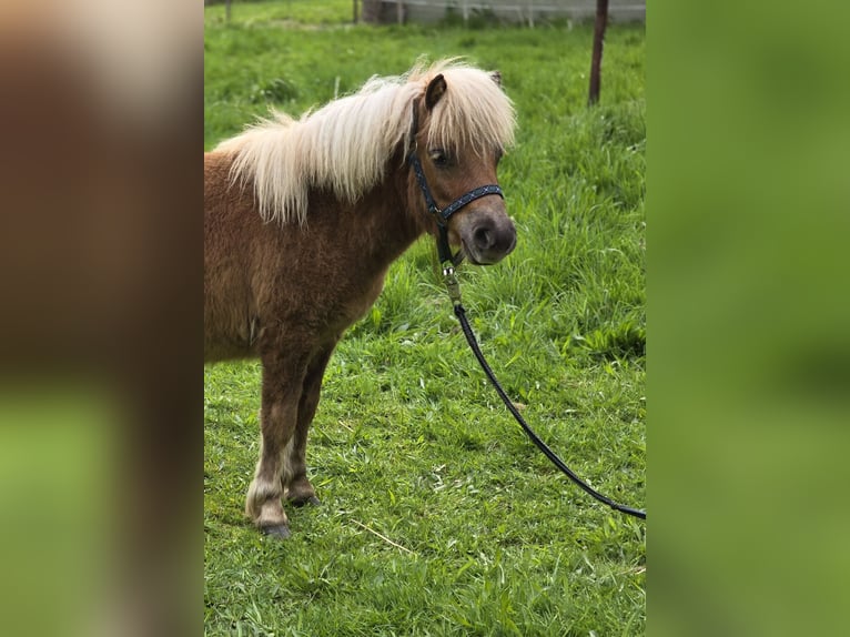 Shetland Ponys Hengst 1 Jaar 100 cm Vos in Wilthen
