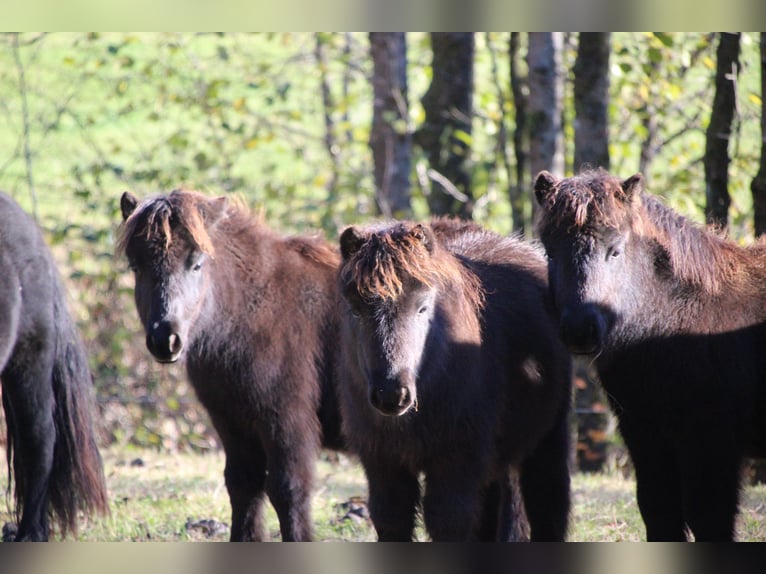 Shetland Ponys Hengst 1 Jaar 100 cm Zwart in Floh-Seligenthal