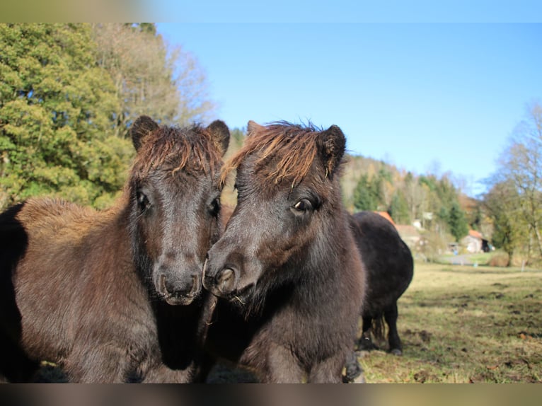 Shetland Ponys Hengst 1 Jaar 100 cm Zwart in Floh-Seligenthal