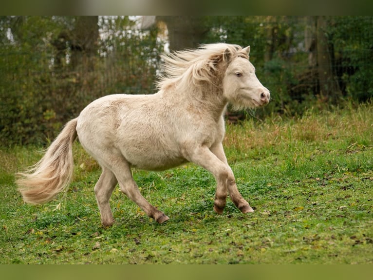 Shetland Ponys Hengst 1 Jaar 102 cm Perlino in Groß Molzahn Shetland Ponys Hengst 1 Jaar 102 cm Perlino in Groß Molzahn