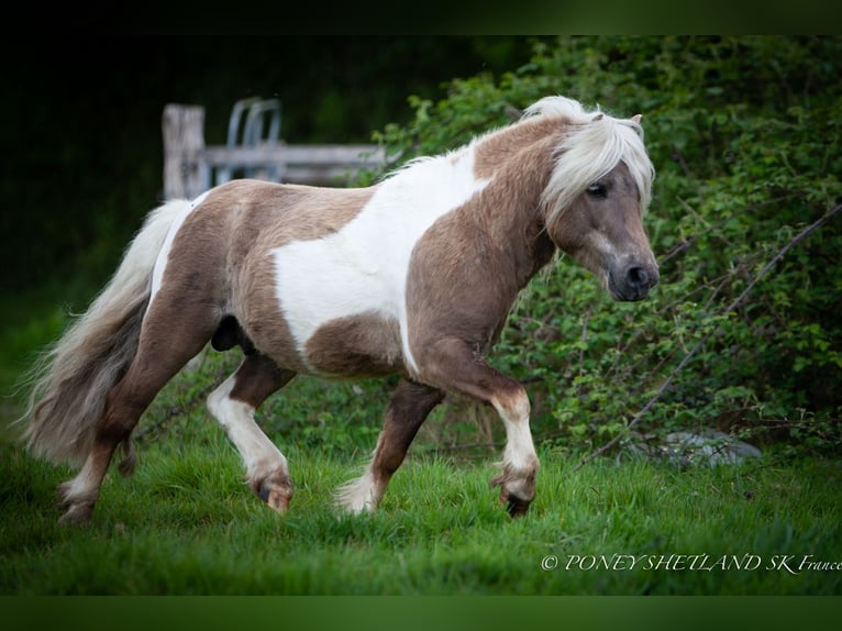 Shetland Ponys Hengst 1 Jaar 102 cm Vos in La Vespière-Friardel