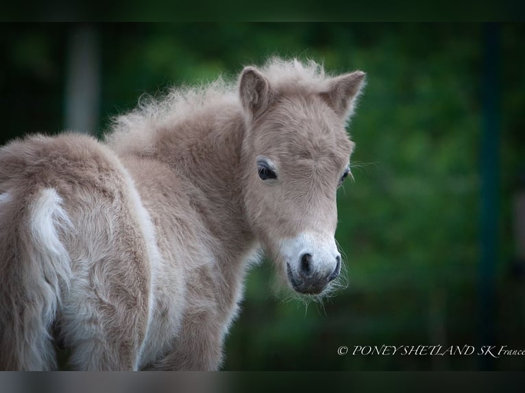 Shetland Ponys Hengst 1 Jaar 102 cm Vos in La Vespière-Friardel