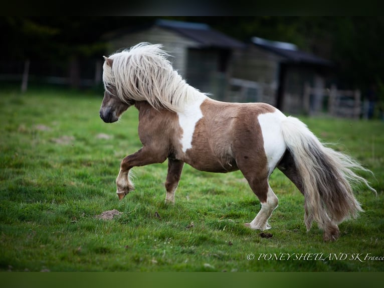 Shetland Ponys Hengst 1 Jaar 102 cm Vos in La Vespière-Friardel