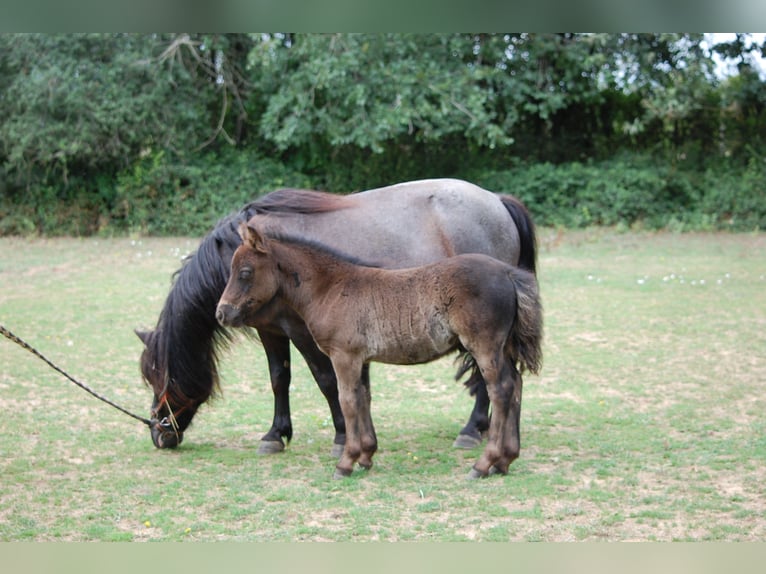 Shetland Ponys Hengst 1 Jaar 103 cm Zwart in Toucy