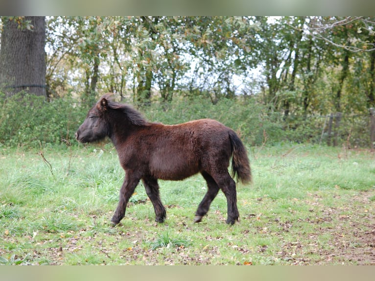Shetland Ponys Hengst 1 Jaar 103 cm Zwart in Toucy