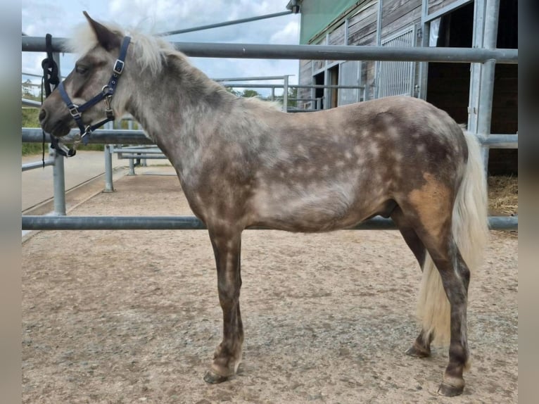 Shetland Ponys Hengst 1 Jaar 104 cm  in Deißlingen