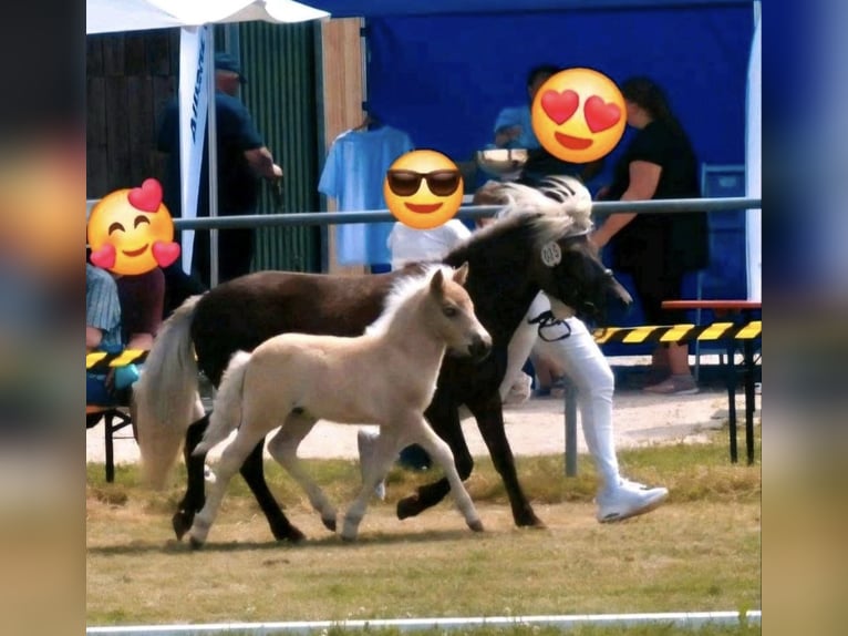 Shetland Ponys Hengst 1 Jaar 104 cm  in Deißlingen
