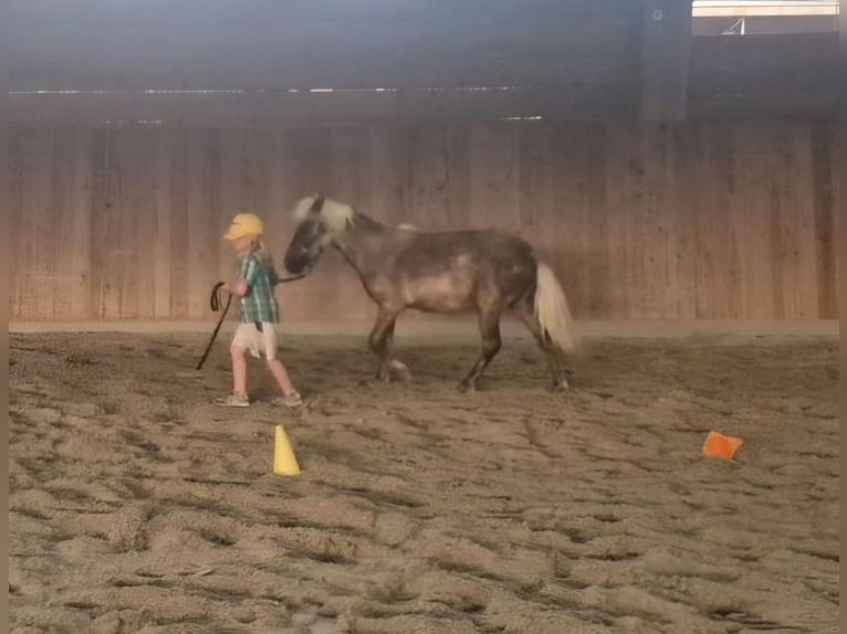 Shetland Ponys Hengst 1 Jaar 104 cm  in Deißlingen