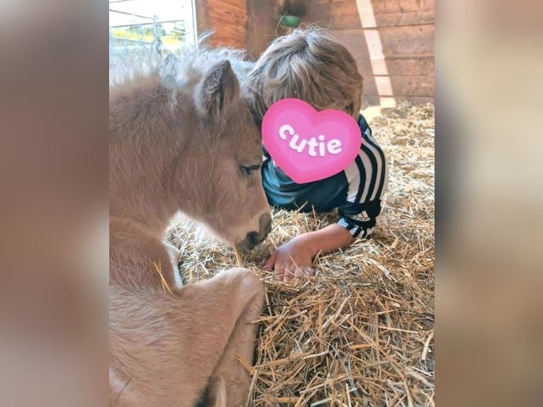 Shetland Ponys Hengst 1 Jaar 104 cm  in Deißlingen
