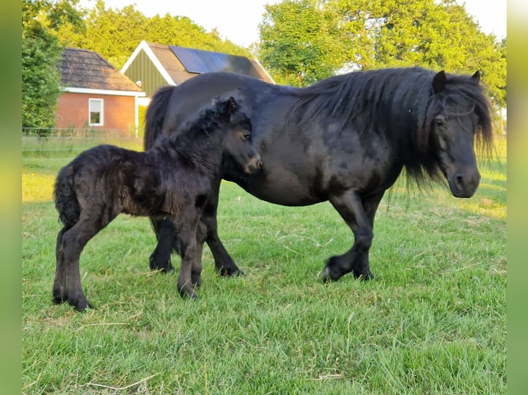 Shetland Ponys Hengst 1 Jaar 104 cm Zwart in Doezum