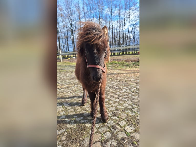 Shetland Ponys Hengst 1 Jaar 105 cm Donkerbruin in D&#xFC;rrenhofe