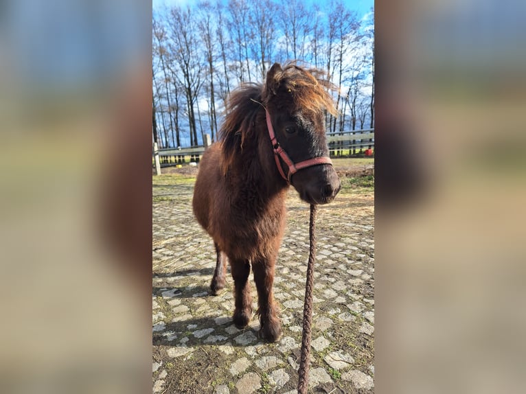 Shetland Ponys Hengst 1 Jaar 105 cm Donkerbruin in D&#xFC;rrenhofe