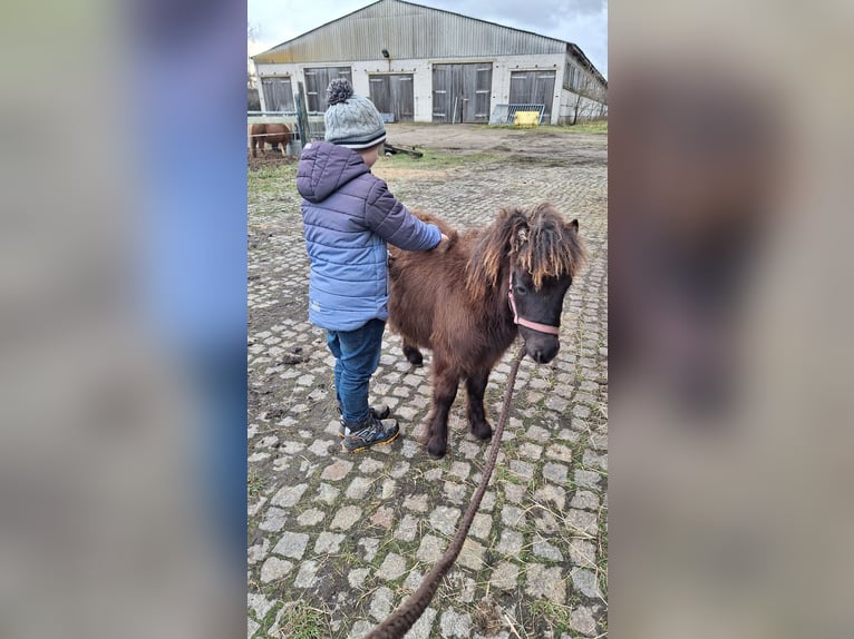 Shetland Ponys Hengst 1 Jaar 105 cm Donkerbruin in D&#xFC;rrenhofe