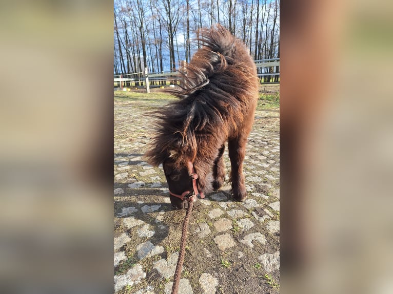 Shetland Ponys Hengst 1 Jaar 105 cm Donkerbruin in D&#xFC;rrenhofe