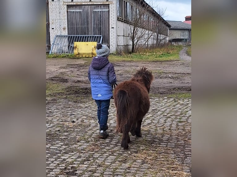 Shetland Ponys Hengst 1 Jaar 105 cm Donkerbruin in D&#xFC;rrenhofe