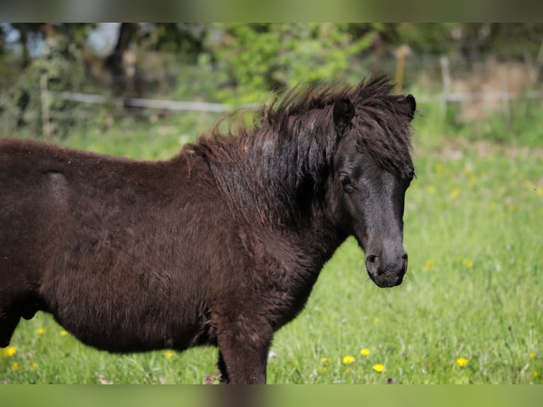Shetland Ponys Hengst 1 Jaar 105 cm  in Bad Belzig