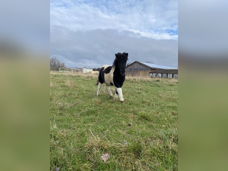 Shetland Ponys Hengst 1 Jaar 105 cm Gevlekt-paard in Poxdorf