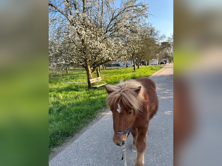 Shetland Ponys Hengst 1 Jaar 105 cm Vos in Linkenheim-Hochstetten