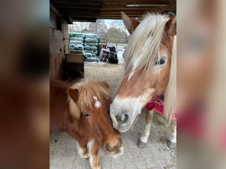 Shetland Ponys Hengst 1 Jaar 105 cm Vos in Linkenheim-Hochstetten