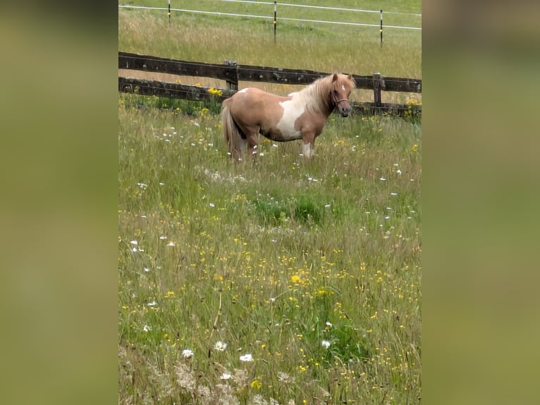 Shetland Ponys Hengst 1 Jaar 107 cm Gevlekt-paard in Lüdenscheid