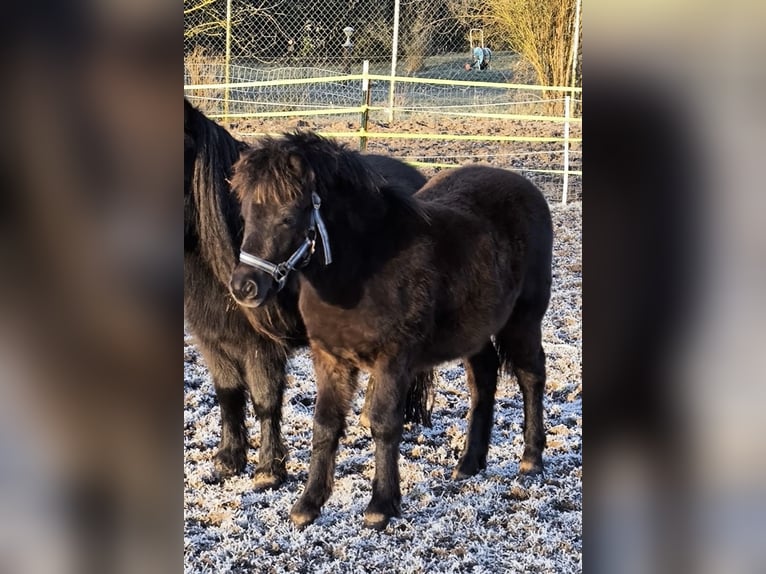 Shetland Ponys Hengst 1 Jaar 108 cm Zwart in Gadebusch