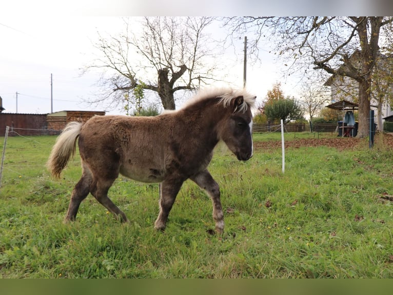 Shetland Ponys Mix Hengst 1 Jaar 110 cm in Bad Schandau