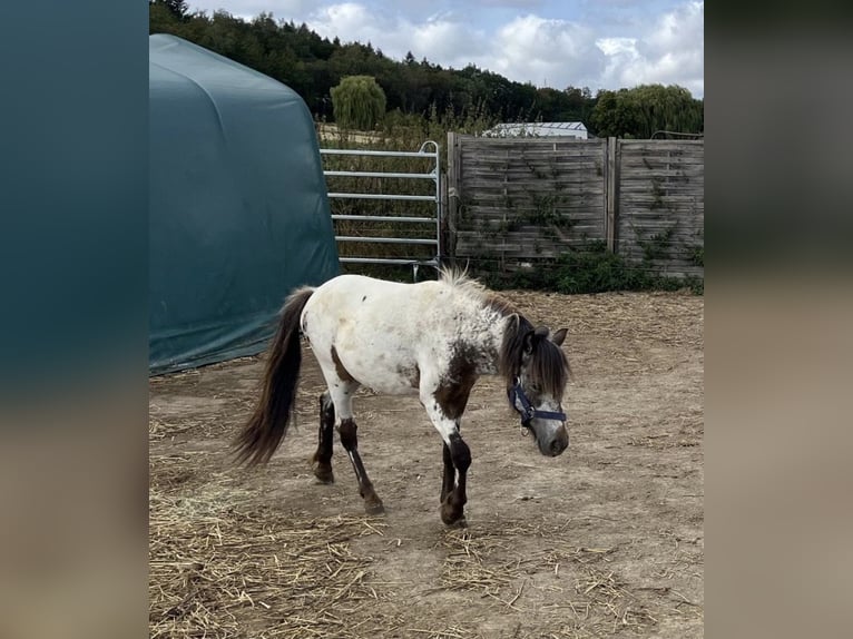 Shetland Ponys Hengst 1 Jaar 110 cm Appaloosa in Wolken
