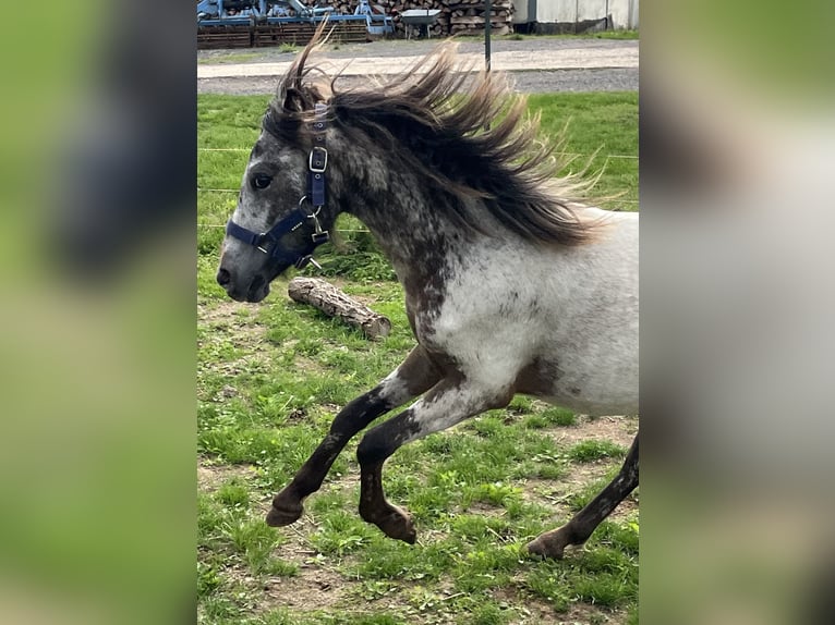 Shetland Ponys Hengst 1 Jaar 110 cm Appaloosa in Wolken