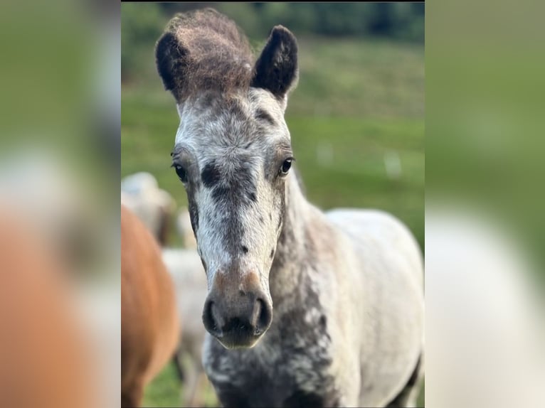 Shetland Ponys Hengst 1 Jaar 110 cm Appaloosa in Wolken