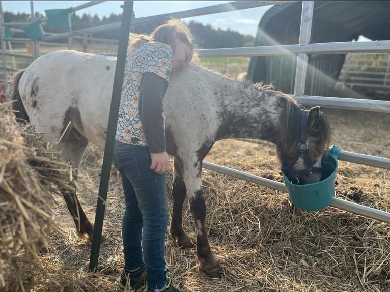 Shetland Ponys Hengst 1 Jaar 110 cm Appaloosa in Wolken