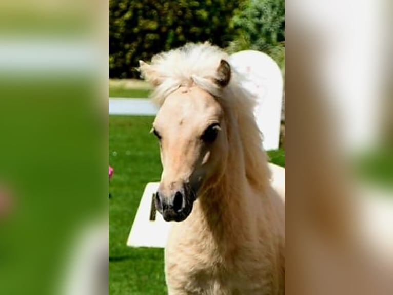 Shetland Ponys Hengst 1 Jaar 110 cm Falbe in Marsberg