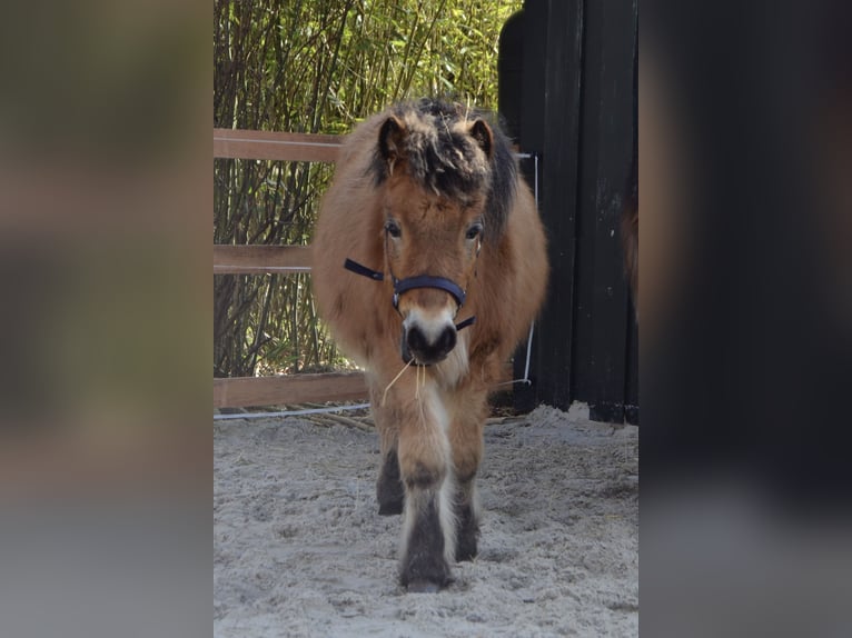 Shetland Ponys Hengst 1 Jaar 110 cm Falbe in Moormerland