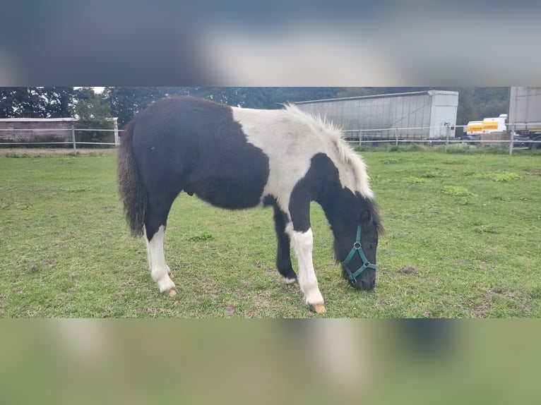 Shetland Ponys Hengst 1 Jaar 110 cm Gevlekt-paard in Harmstorf