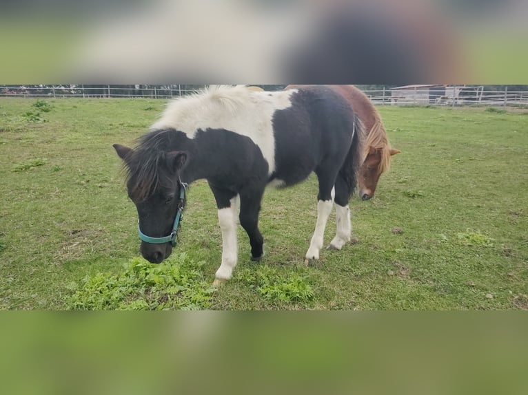 Shetland Ponys Hengst 1 Jaar 110 cm Gevlekt-paard in Harmstorf